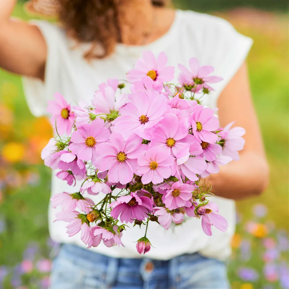 VEGSOW Pinkie Cosmos Seeds - High-Viability Flower Seeds for Home Gardens