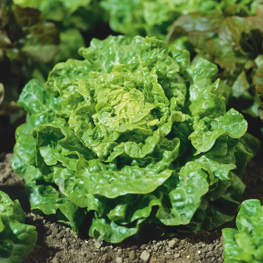 VEGSOW Tom Thumb Lettuce Seeds - Compact Heirloom Butterhead Variety