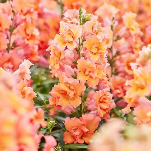 VEGSOW Snapdragon Seeds - Twinny Bronze Shades F1