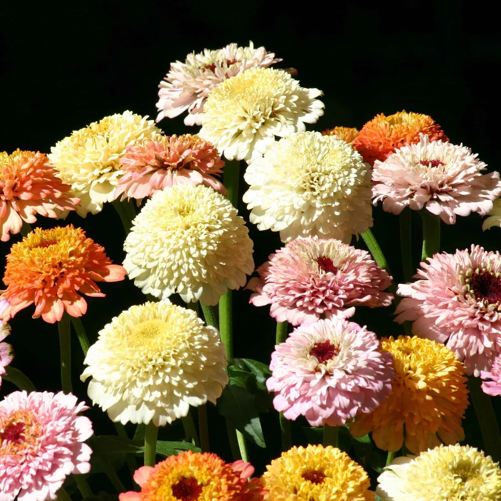 VEGSOW Zinnia Seeds - Zinderella Pastels Flower Seeds