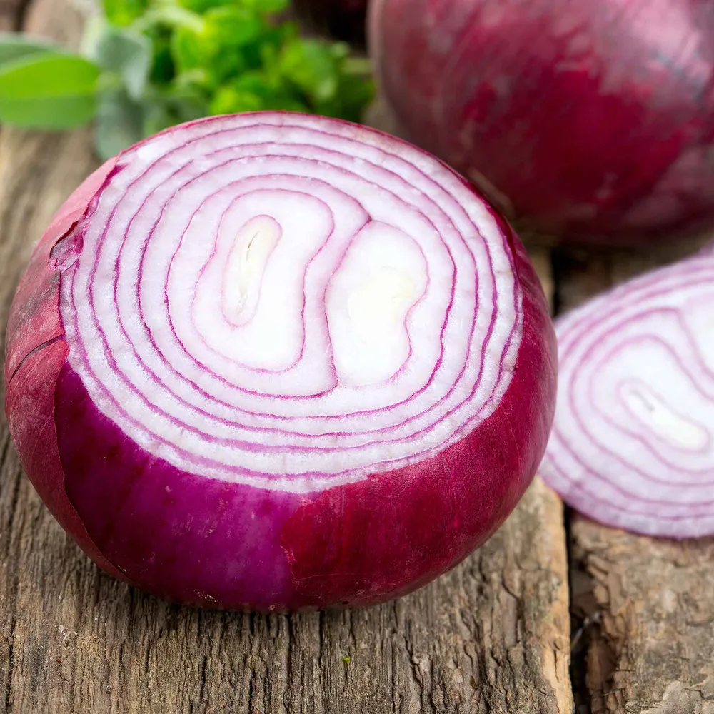 VEGSOW Red Burgundy Onion Seeds - Short Day Variety