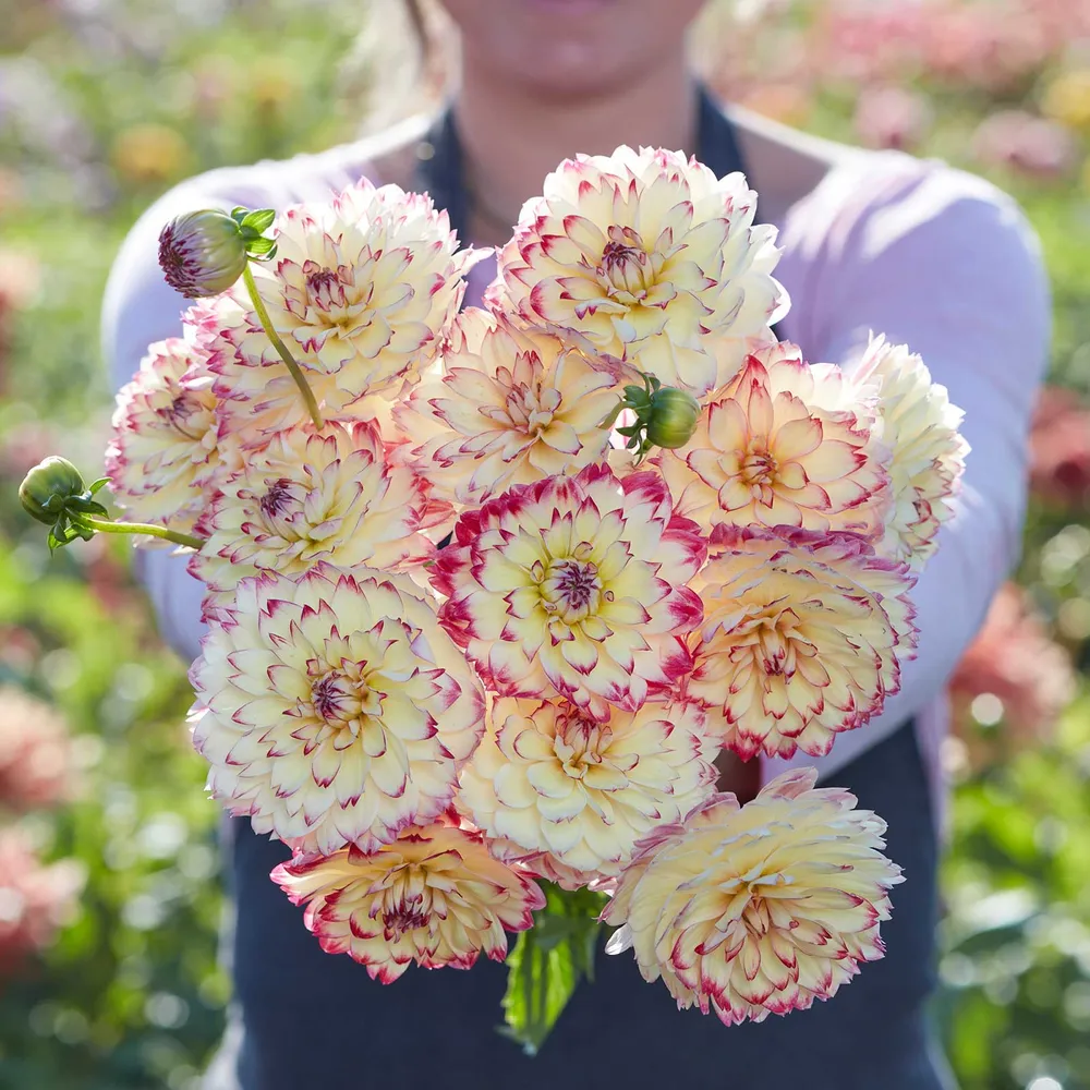 VEGSOW Aphrodite Decorative Dahlia Tubers