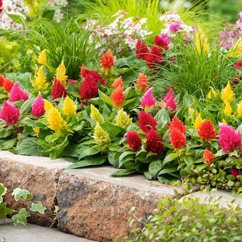 VEGSOW Celosia Seeds - Plumosa Lilliput Kewpie Mix