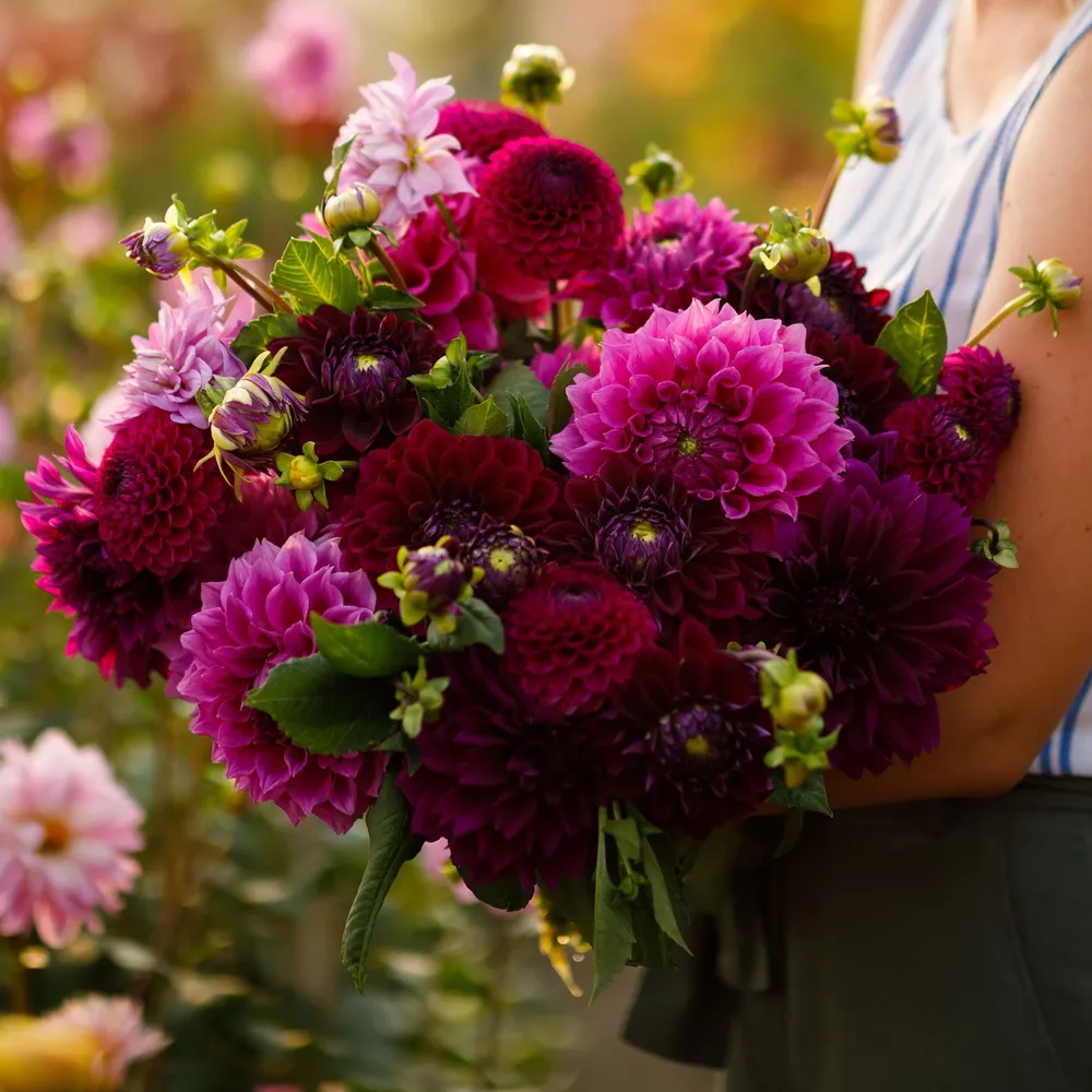 VEGSOW Dahlia Tubers (Ball & Decorative) - Pink Mix
