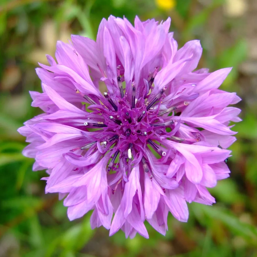 VEGSOW Cornflower / Bachelor Button Seeds - Mauve