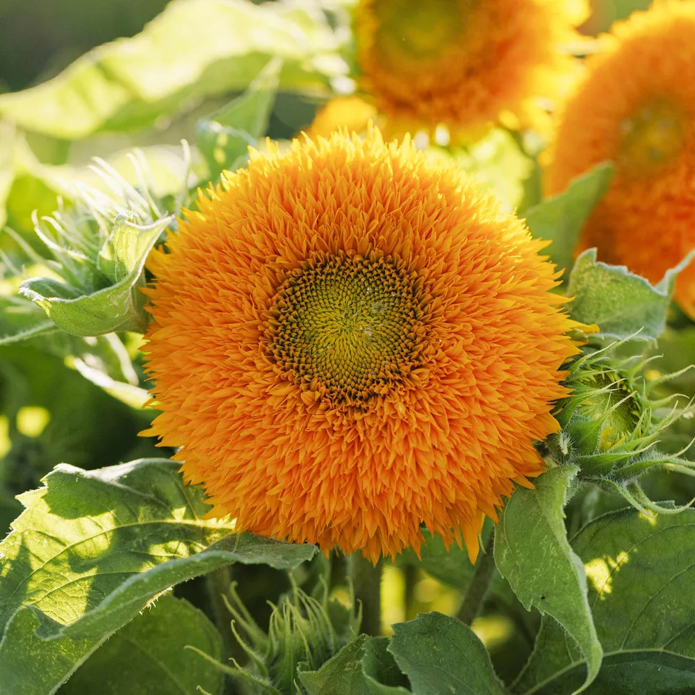 VEGSOW Dwarf Teddy Bear Sunflower Seeds - Compact Heirloom Variety for Garden Planting
