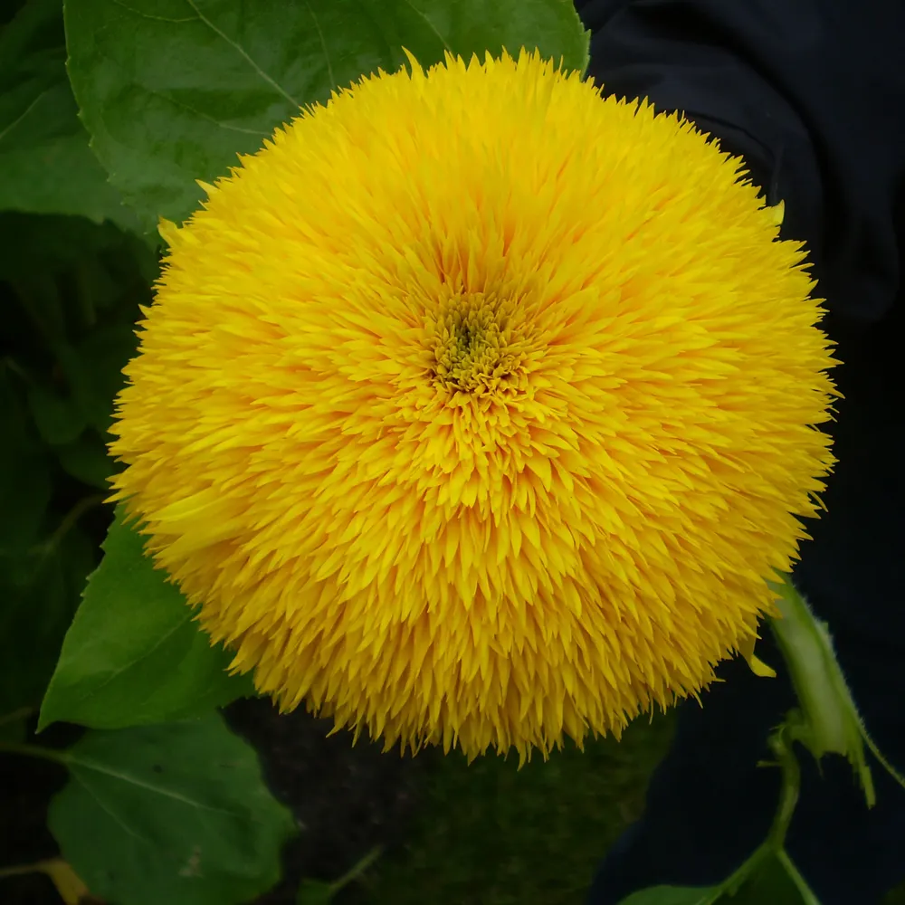 VEGSOW Organic Sunflower Seeds - Raw Whole Seeds for Birds & Sprouting