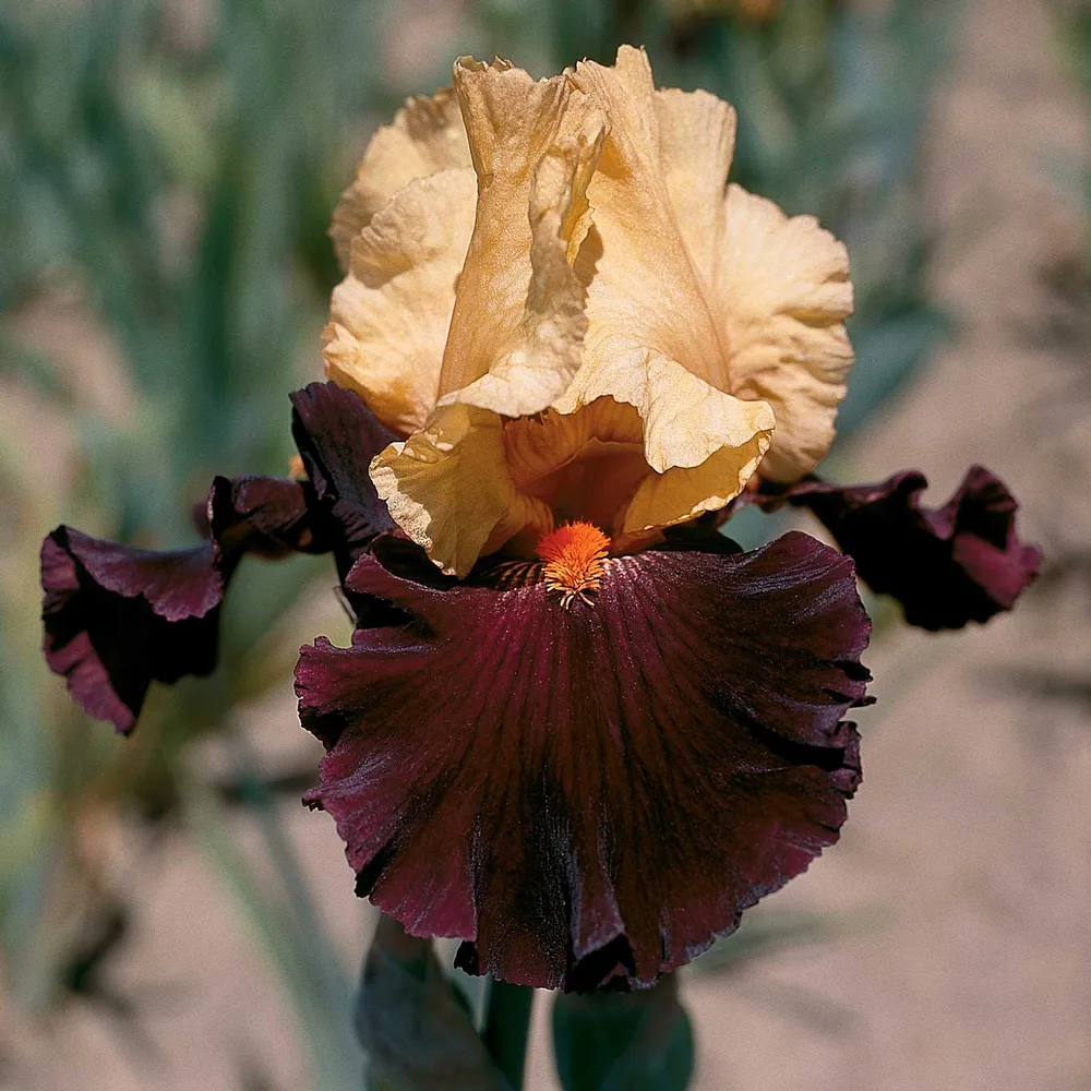 VEGSOW Bearded Iris Bulbs - Idol