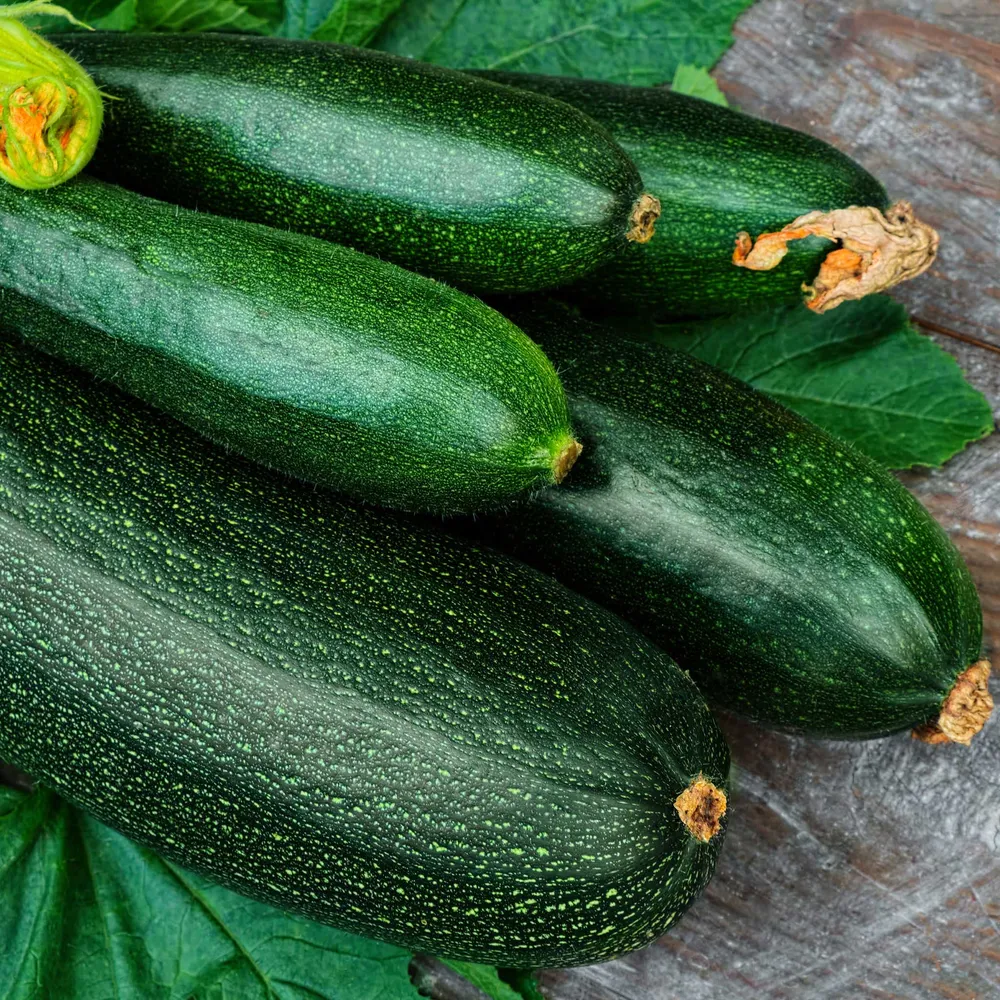 VEGSOW Dark Green Zucchini Seeds - Summer Squash Heirloom Variety