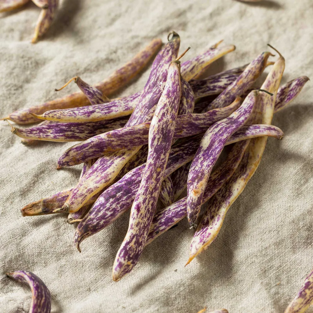 VEGSOW Organic Bush Dragon Langerie Bean Seeds
