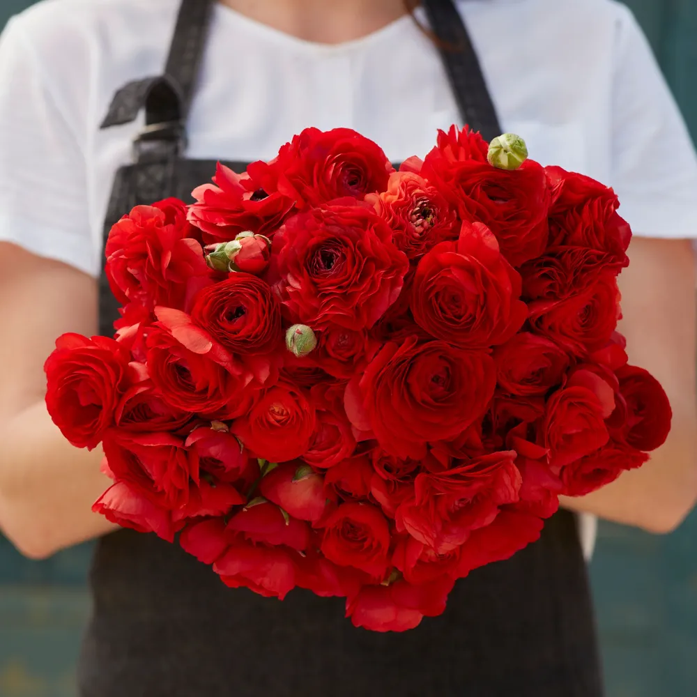 VEGSOW Red Ranunculus Bulbs - Vibrant Spring Flowering Bulbs