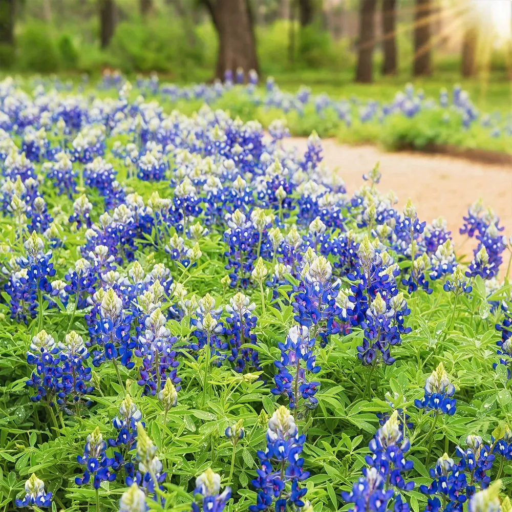 Texas Bluebonnet Seeds - Lupinus texensis Wildflower Seeds