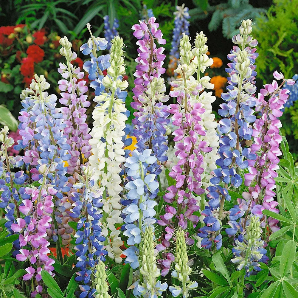 VEGSOW Lupine Seeds - Hartwegii Mix
