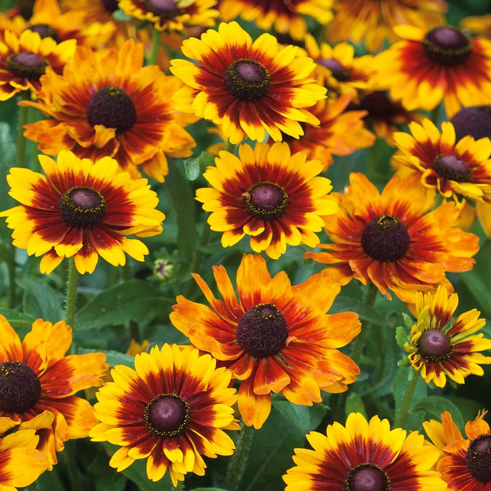VEGSOW Black Eyed Susan Seeds - Toto Rustic Rudbeckia Hirta