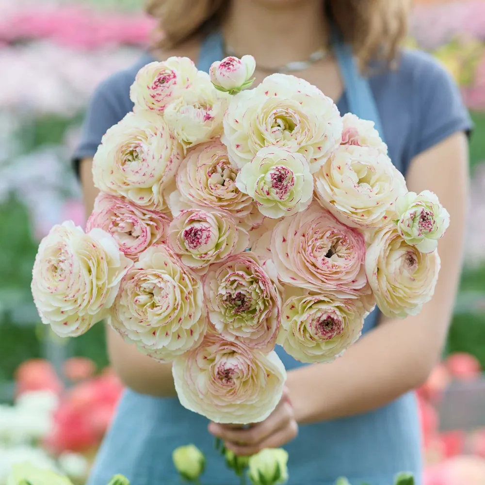 VEGSOW Romance Orleans Ranunculus Bulbs - Premium Flowering Corms