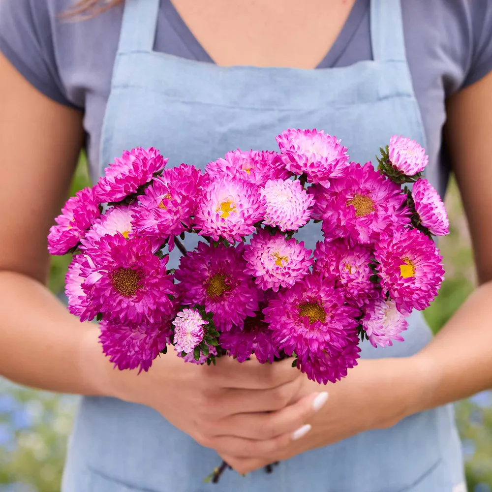 VEGSOW China Aster Seeds - Matsumoto Pink Tipped White