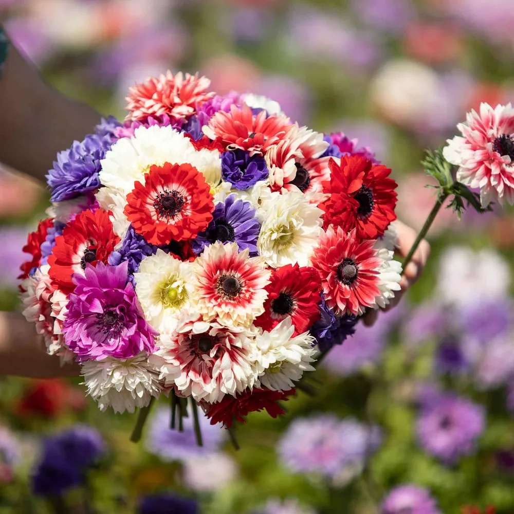 VEGSOW Anemone Bulbs - Double Mix