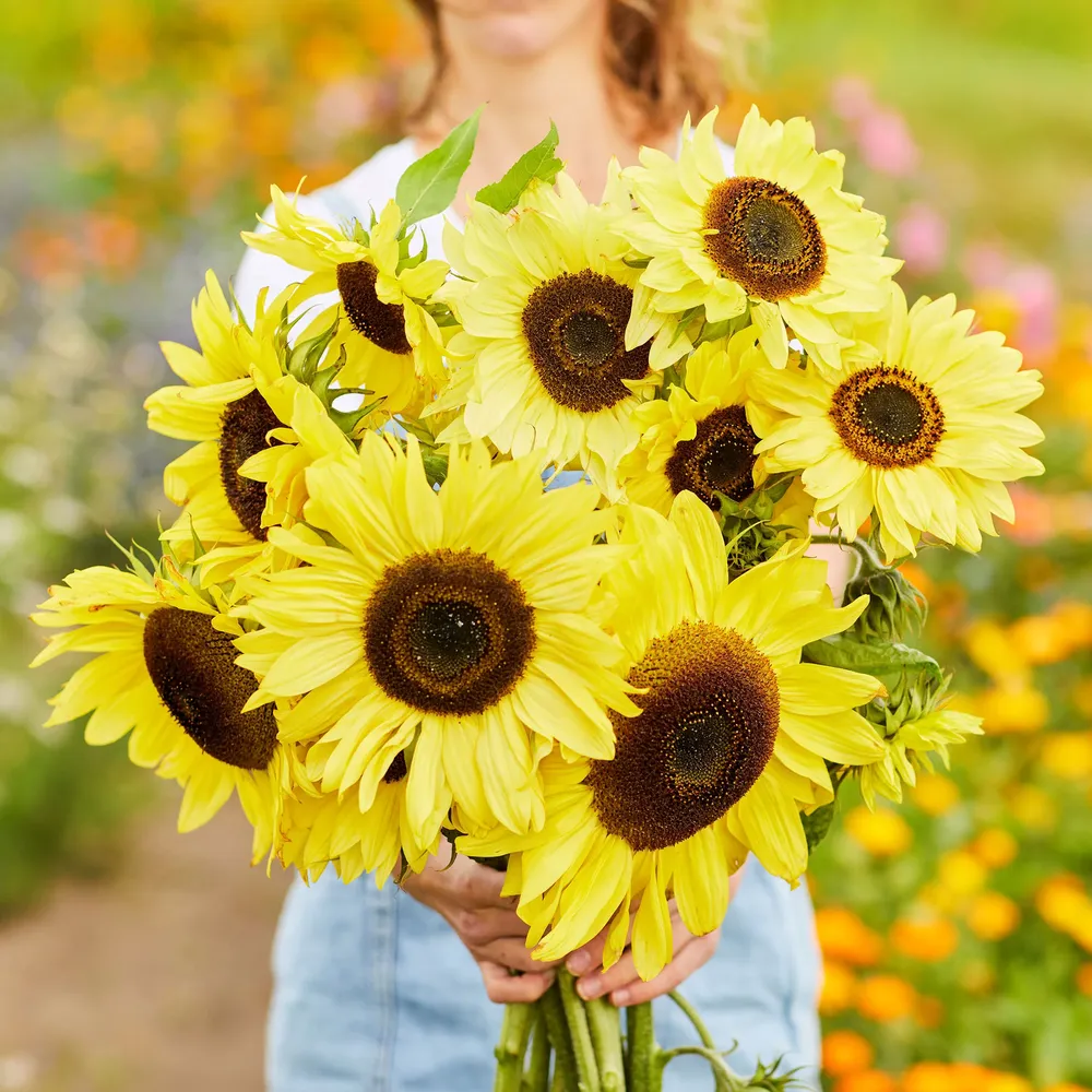 VEGSOW Lemon Queen Sunflower Seeds - Heirloom Variety for Home Gardening