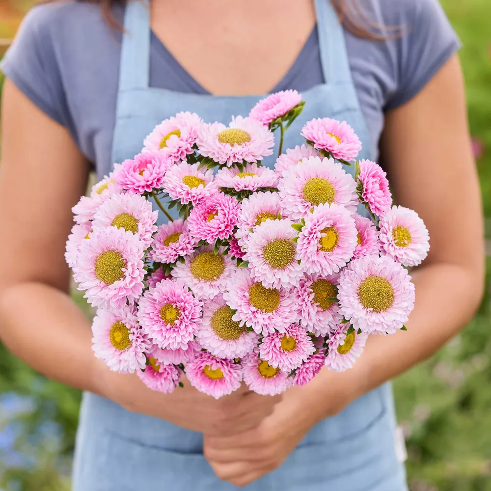 VEGSOW Matsumoto Pink China Aster Seeds - Ornamental Annual Flower Seeds