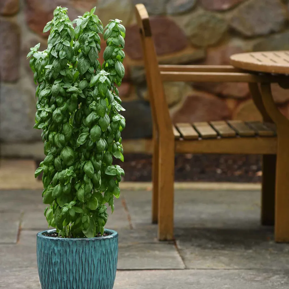 VEGSOW Everleaf Emerald Tower Basil Seeds - Columnar Herb Variety