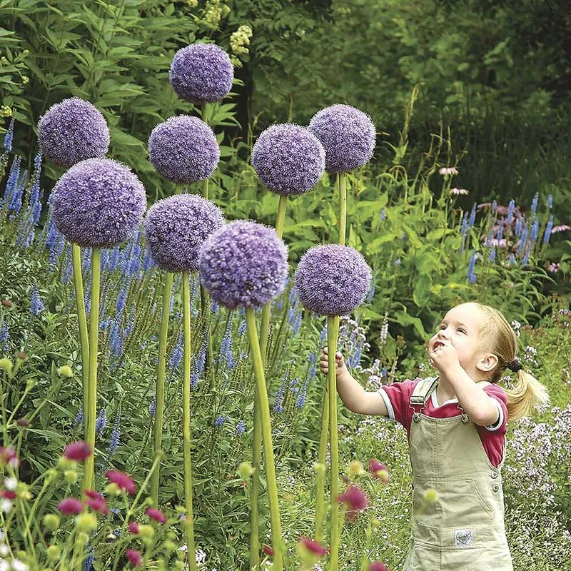 VEGSOW Giant Allium Bulbs - Giganteum Perennial Flower Bulbs