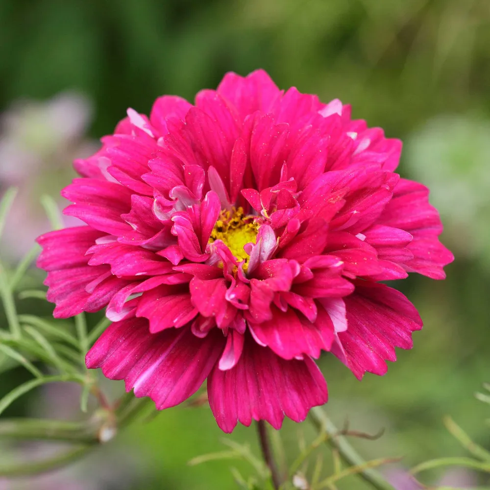 VEGSOW Double Click Cranberries Cosmos Seeds