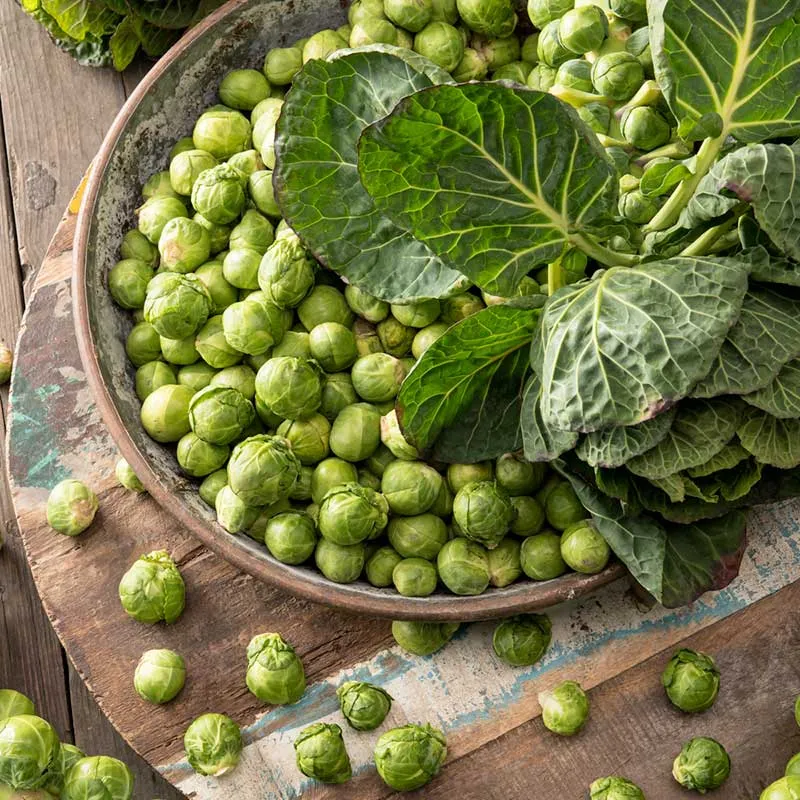VEGSOW Brussels Sprouts Seeds - Long Island Improved Heirloom Variety