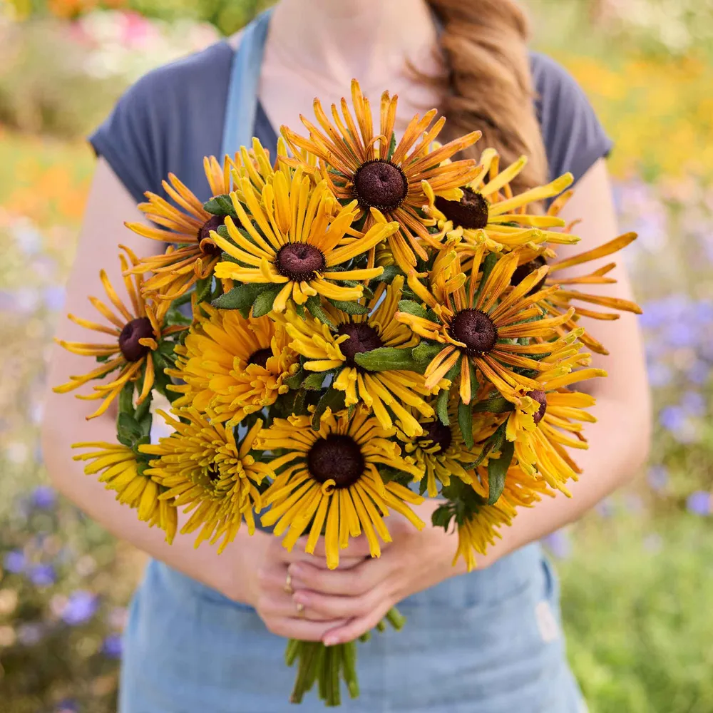 VEGSOW Chim Chiminee Black Eyed Susan Seeds - Rudbeckia Hirta Flower Seeds