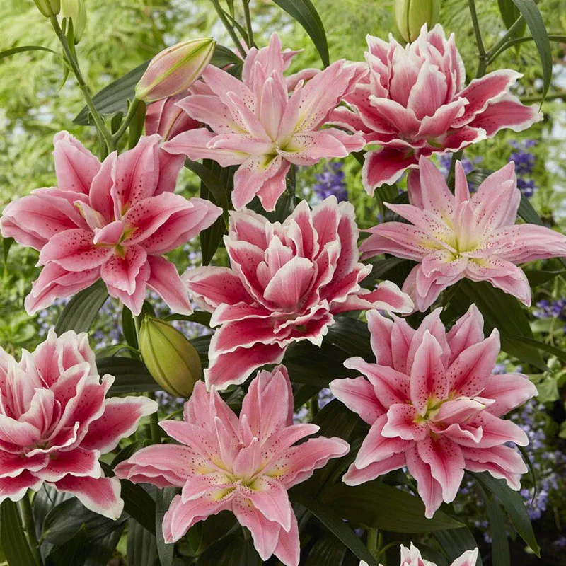 VEGSOW Roselily Bulbs - Pink Mix