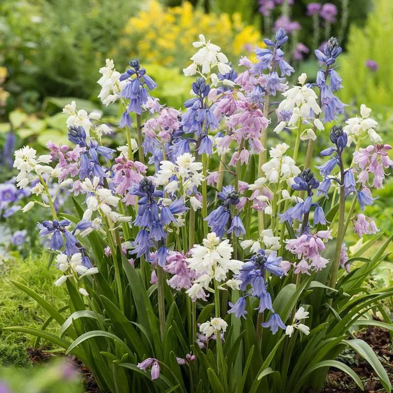 VEGSOW Wood Hyacinth Bulbs - Assorted Spring Flowering Perennial Mix