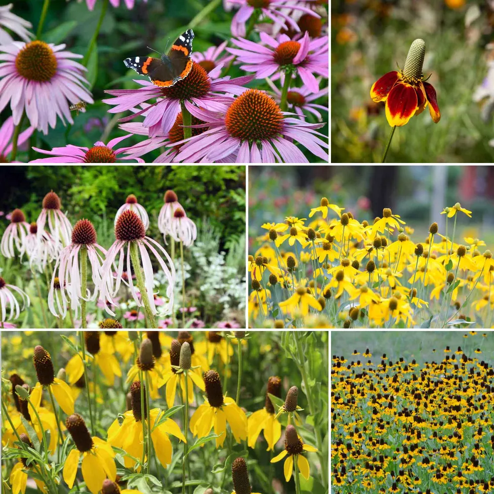 VEGSOW Coneflower Seed Mix - Perennial Echinacea Varieties for Pollinator Gardens