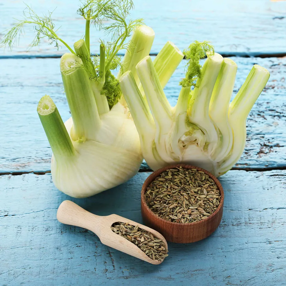 VEGSOW Florence Fennel Seeds - Heirloom Vegetable Gardening Seeds