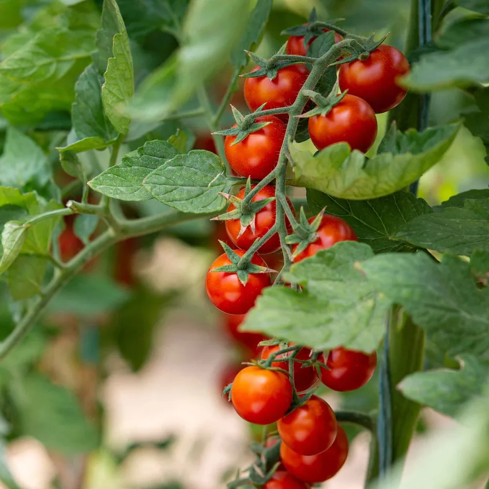 VEGSOW Organic Small Red Cherry Tomato Seeds - Heirloom Variety