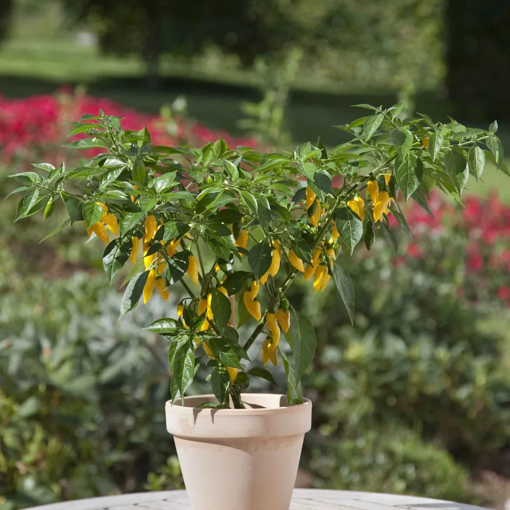 VEGSOW Hot Pepper Seeds - Kitchen Minis™ Hot Lemon Zest