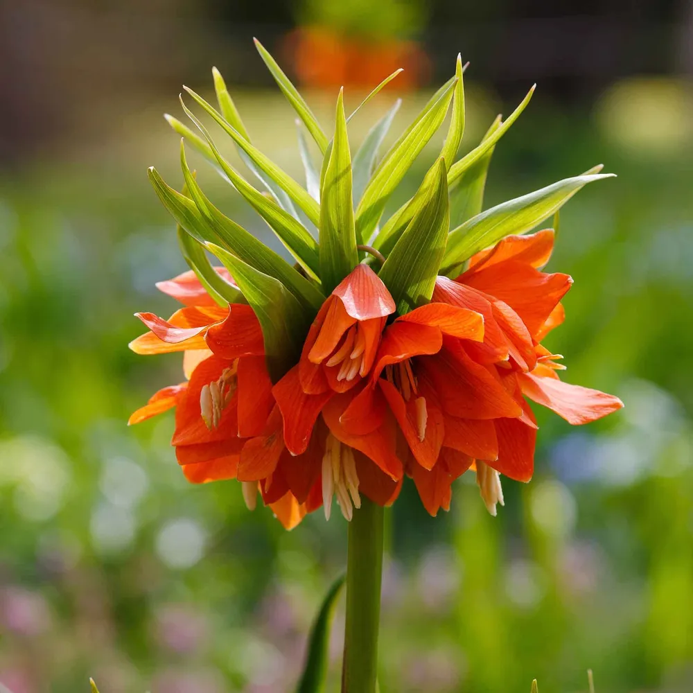 VEGSOW Orange Fritillaria Bulbs - Hardy Perennial Flower Bulbs for Garden Planting