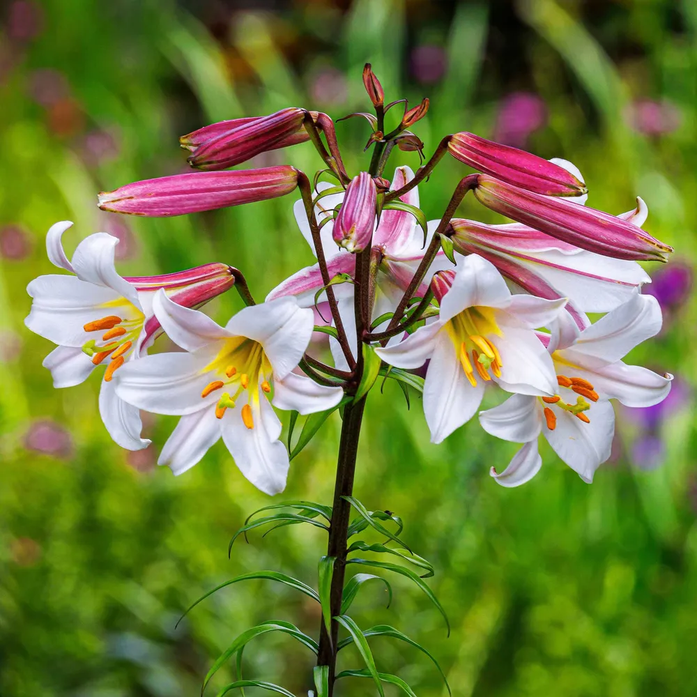 VEGSOW Regale Lily Bulbs - Fragrant Trumpet Lilies for Perennial Gardens