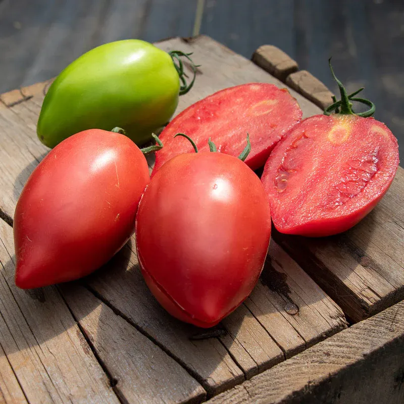 VEGSOW Rugby F1 Tomato Seeds - Hybrid Vegetable Seeds for Home Gardening