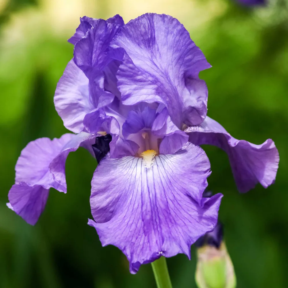 VEGSOW Bearded Iris Bulbs - His Royal Highness Perennial Rhizomes