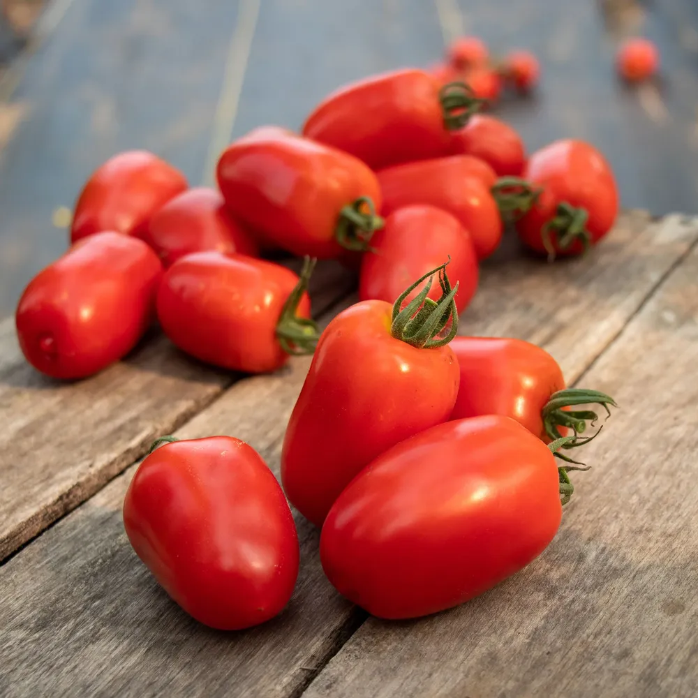 VEGSOW Trutti-Fruiit Paprika F1 Seeds - High-Yield Sweet Pepper Seeds