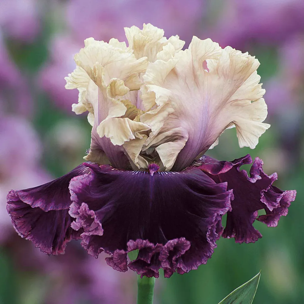 VEGSOW Bearded Iris Bulbs - But Darling