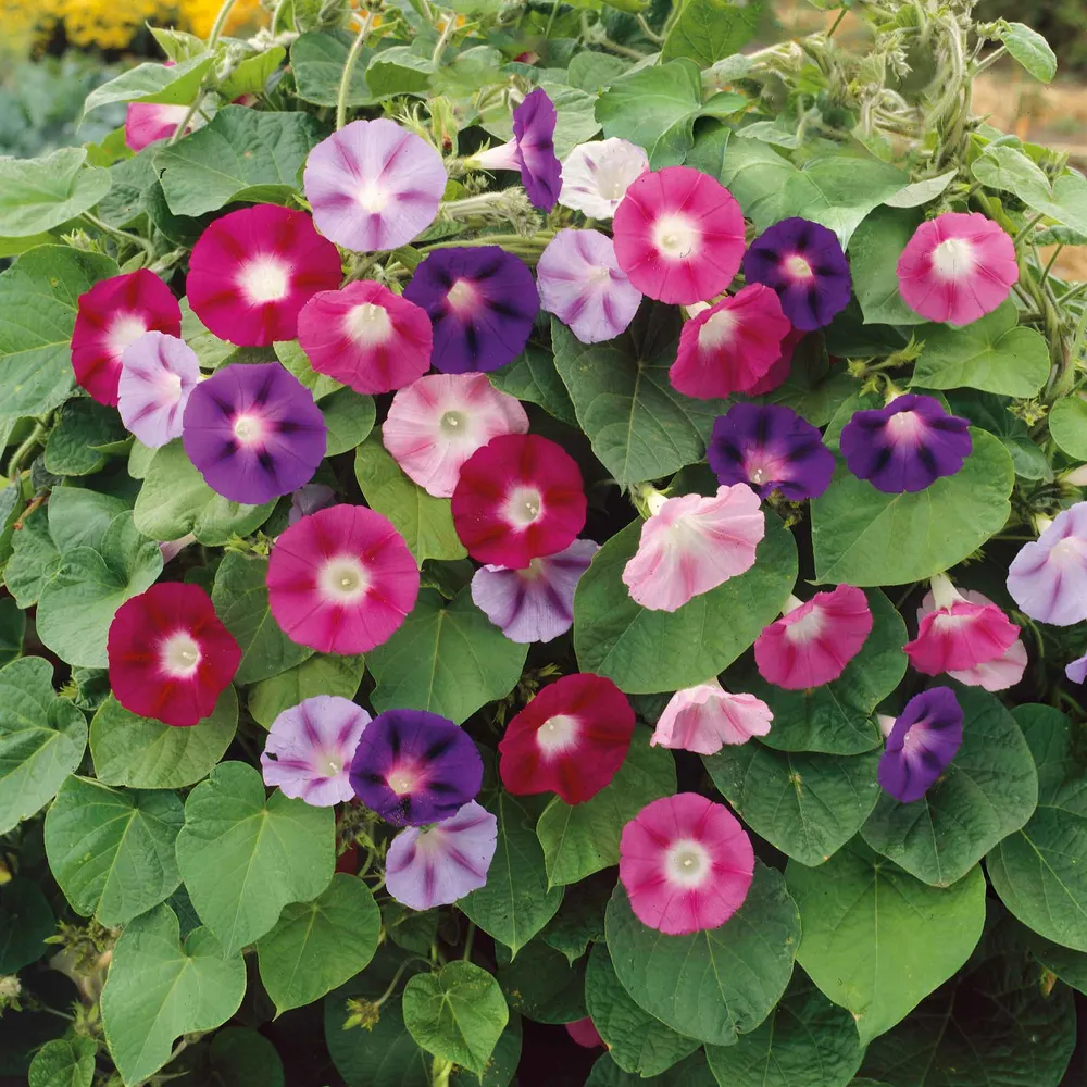 VEGSOW Morning Glory Seeds - Fieldgrown Mix