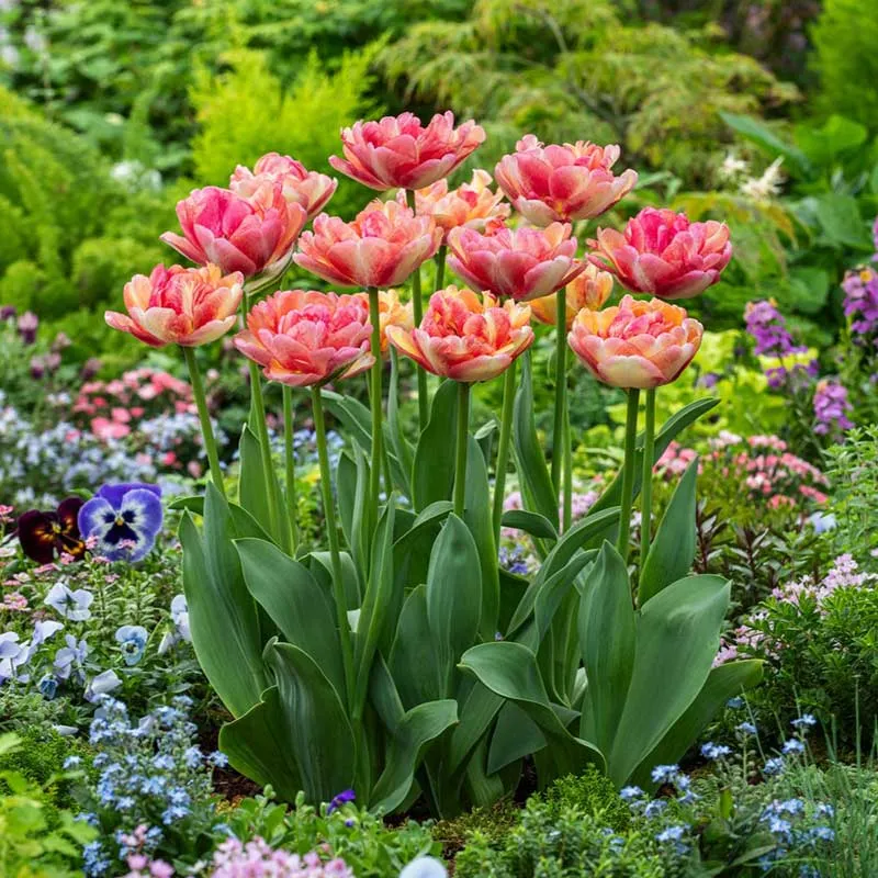 VEGSOW Double Blizz Tulip Bulbs - White Double-Flowered Perennial Bulbs