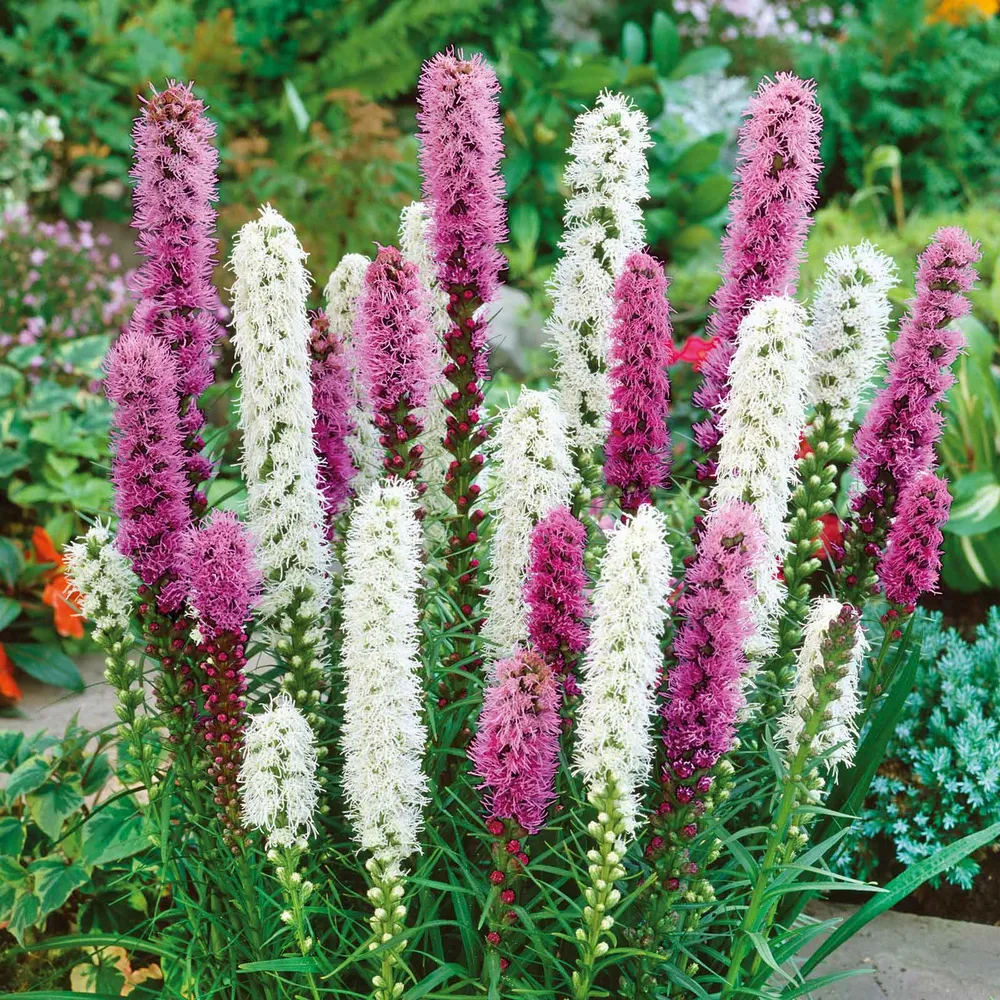 VEGSOW Liatris Spicata / Blazing Star - Blue & White Flower Seed Mix