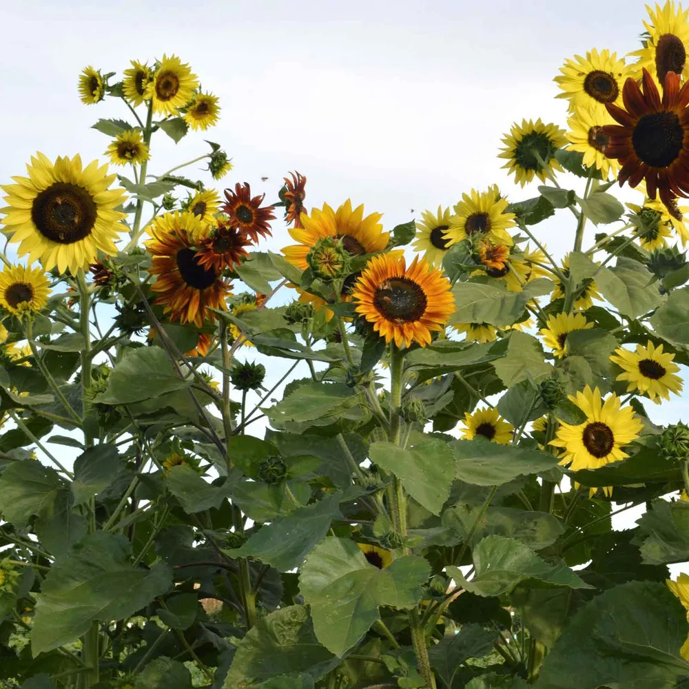 VEGSOW Indian Blanket Sunflower Seeds - Native Wildflower Garden Mix