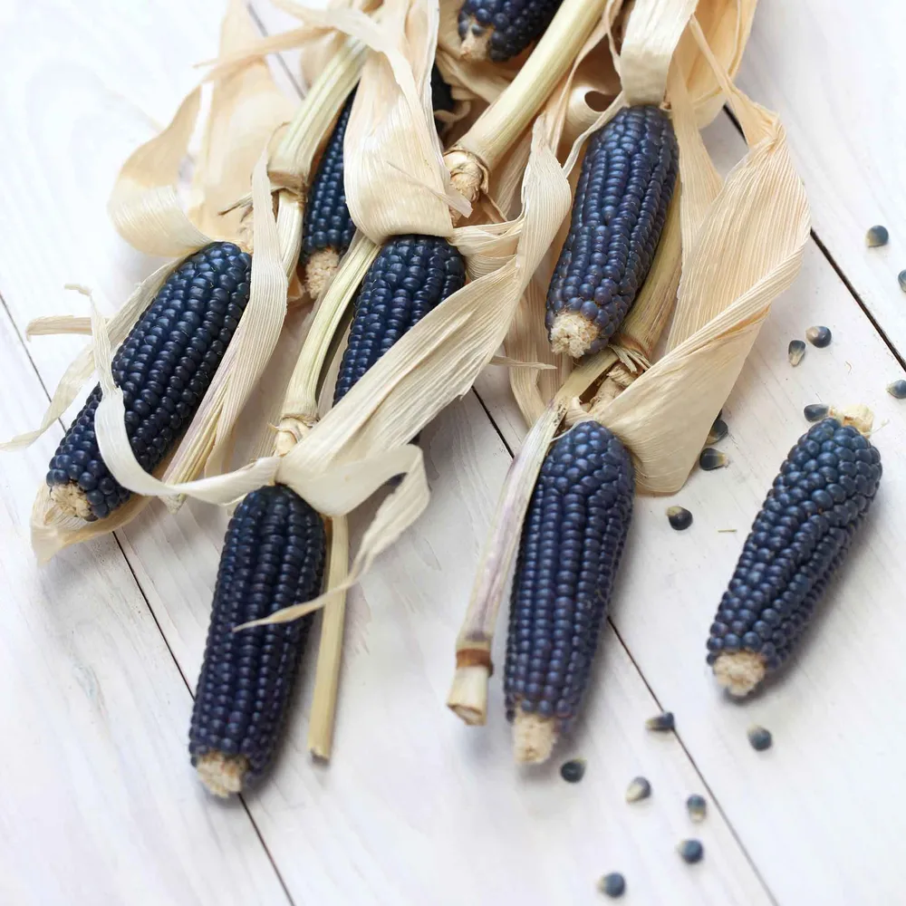 VEGSOW Organic Blue Hopi Corn Seeds - Heirloom Planting Variety