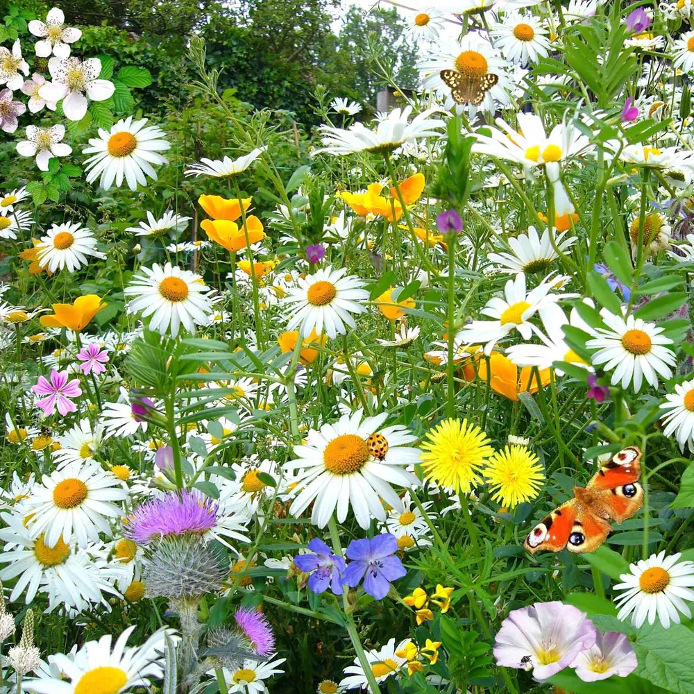 VEGSOW Shasta Daisy Seeds - Silver Princess (Leucanthemum superbum)