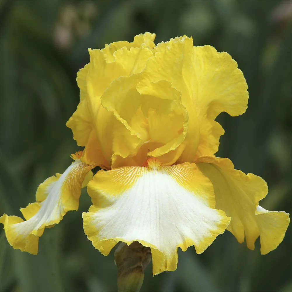 VEGSOW Bearded Iris Bulbs - Vested Interest Perennial Rhizomes