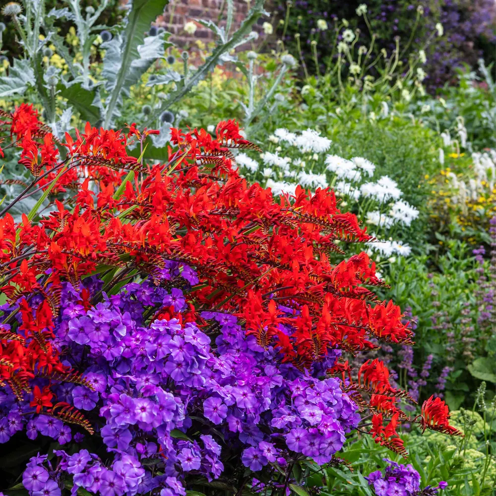 VEGSOW Crocosmia Bulbs - Lucifer (Red Perennial Flower Bulbs)