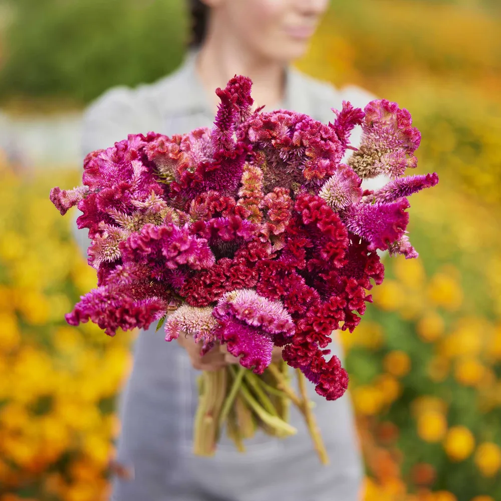 VEGSOW Celosia Seeds - Rooster Pink Mix