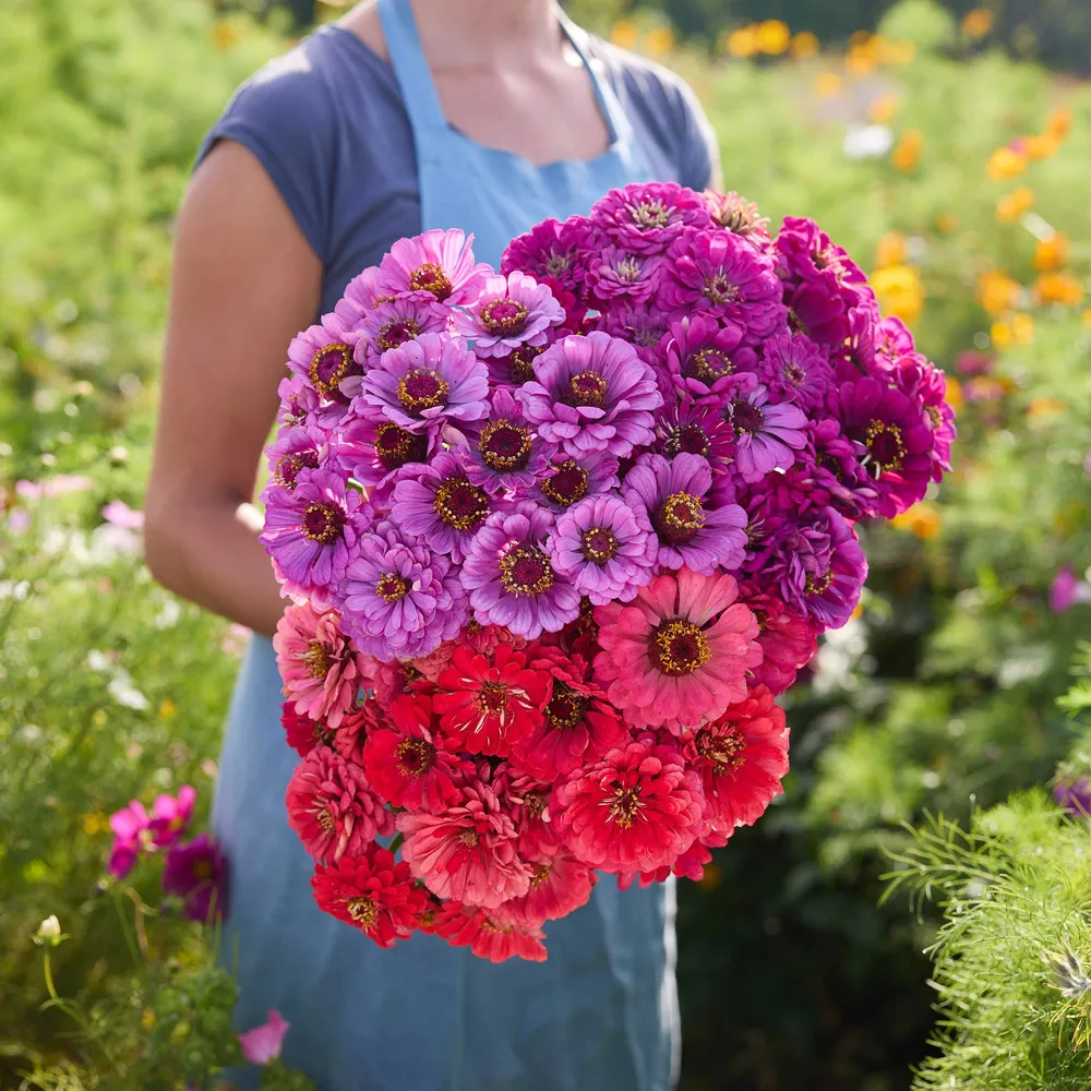 VEGSOW Zinnia Flower Seeds - Tall Garden Variety for Sunny Landscapes